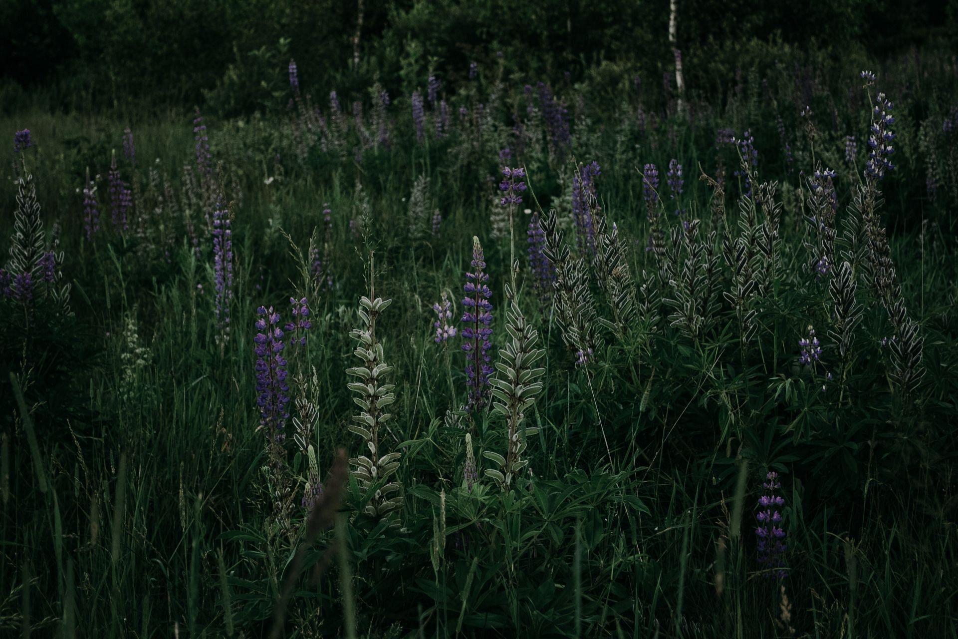 8 top herbs for testosterone (Image sourced via Pexels / Photo by iriser)